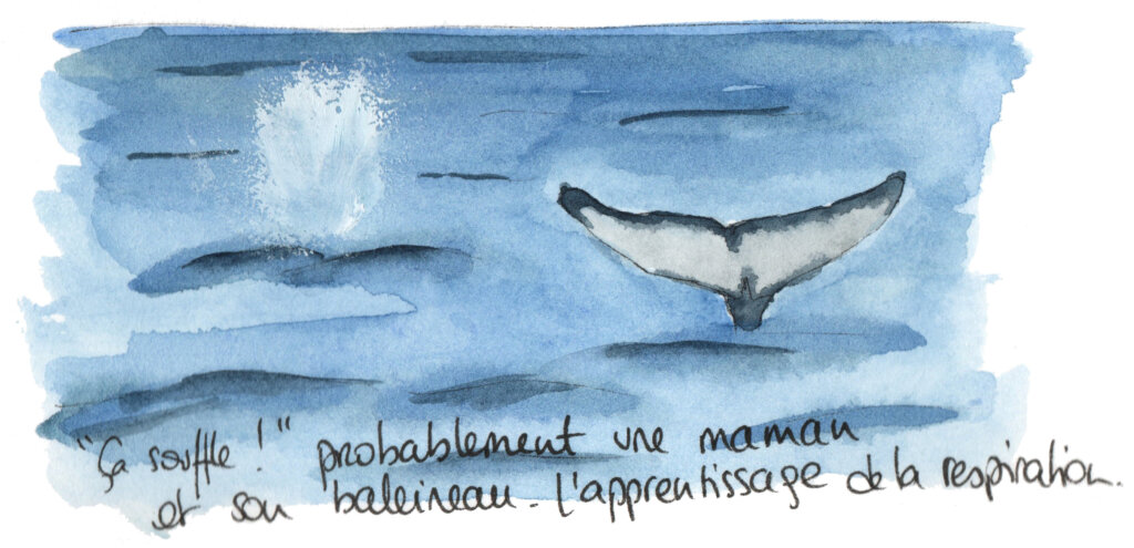Souffle de baleine. Lucie Lantrua aquarelle.