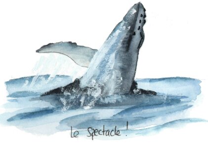 Immortaliser les baleines à l’aquarelle !