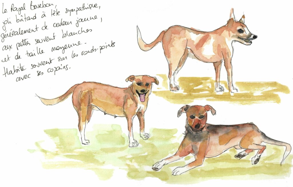 Chiens Royal Bourbon, le chien typique réunionnais vivant souvent sur les pelouses des ronds-points, notamment au Port. Aquarelle Lucie Lantrua